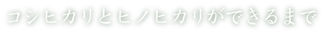 コシヒカリとヒノヒカリができるまで