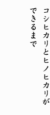 コシヒカリとヒノヒカリができるまで